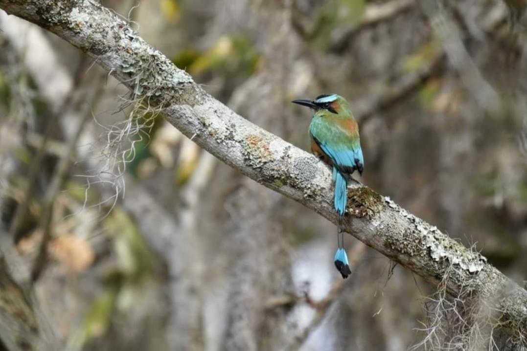 Finca Neblina Del Bosque Estelí Kültér fotó